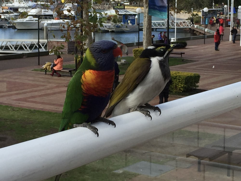 a couple of birds sitting on top of a white rail