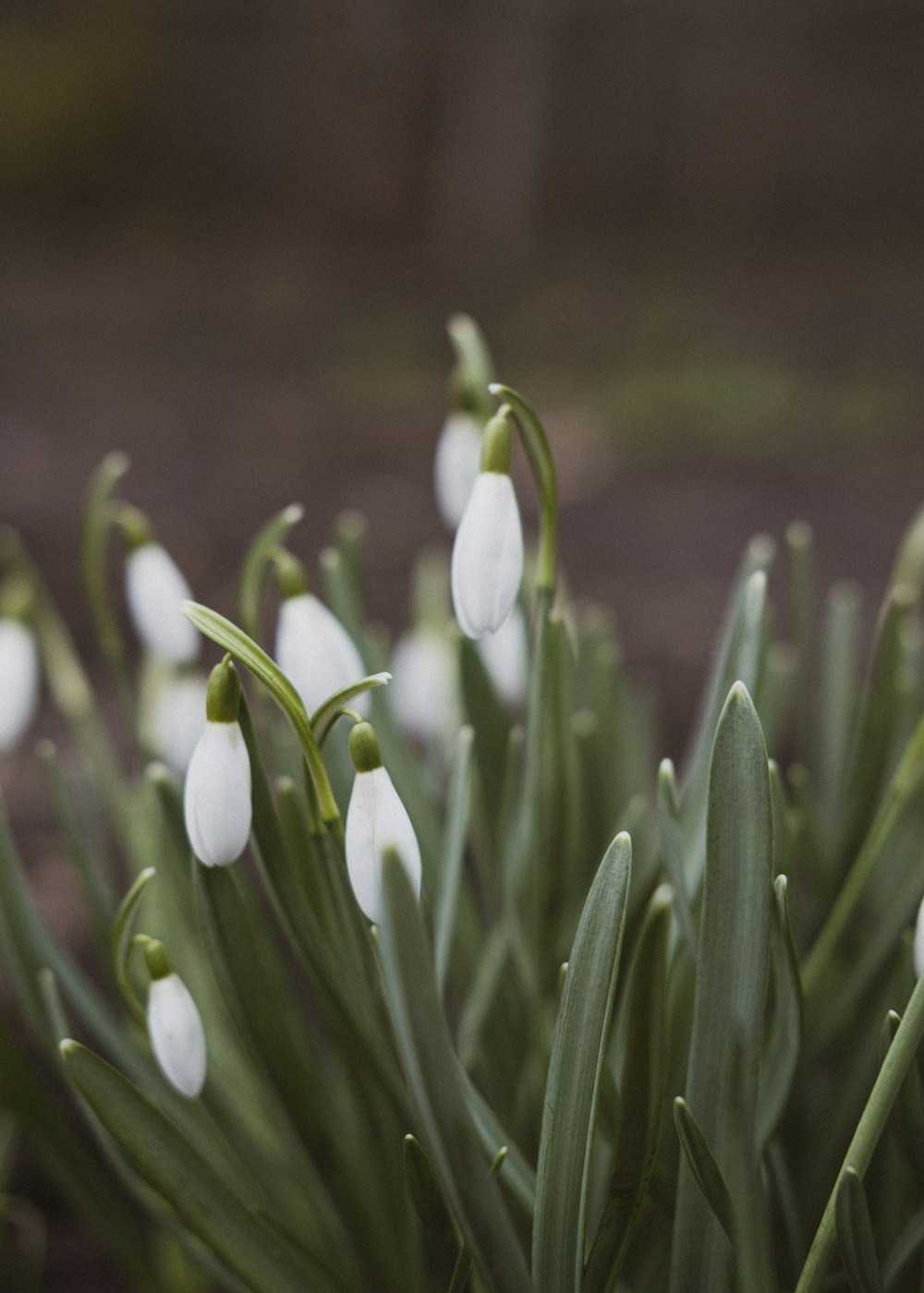 a close up of a flower