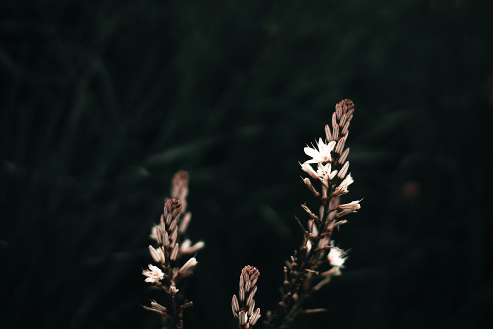 a close up of a plant with white flowers