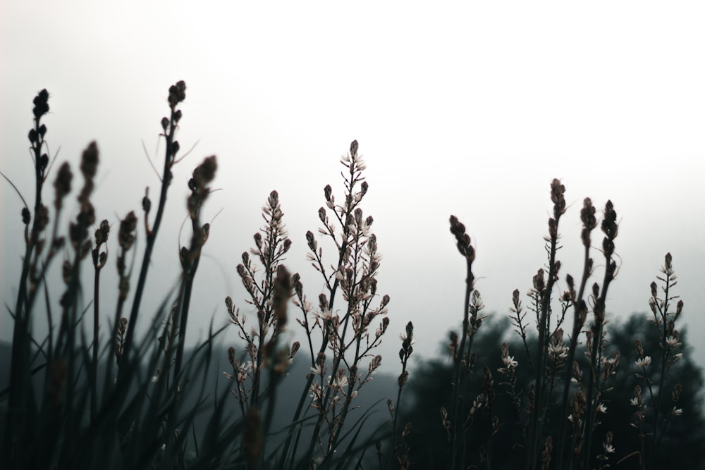 a bunch of tall grass with a sky in the background