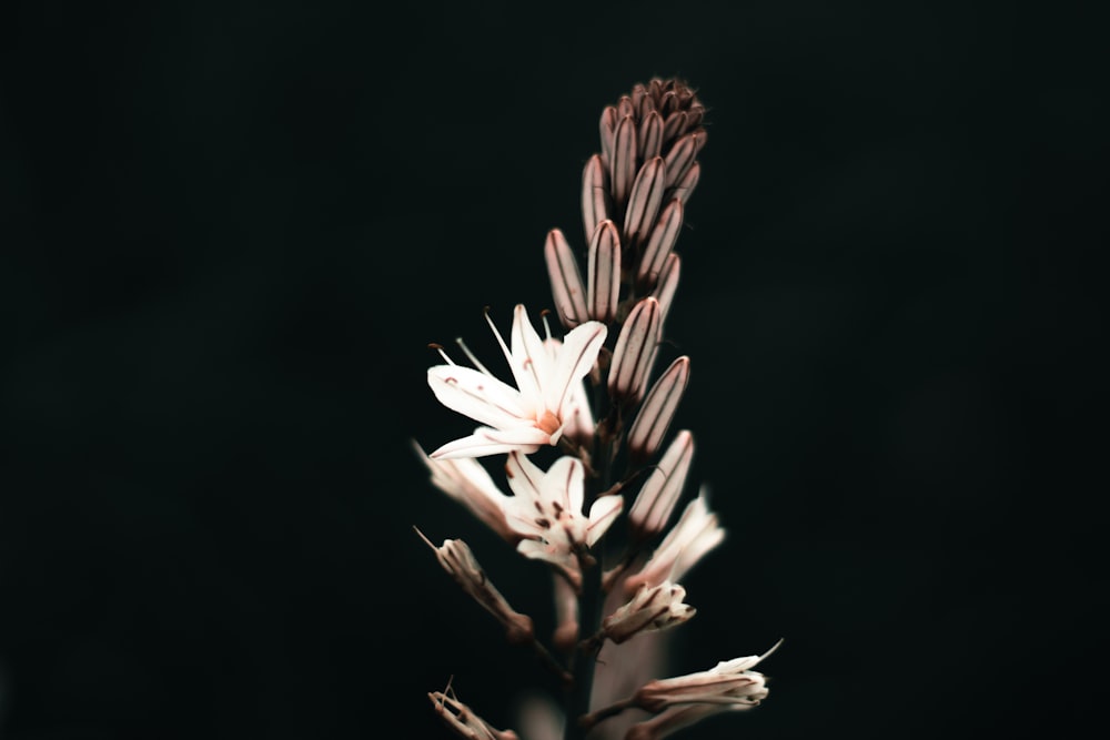 a close up of a flower with a black background