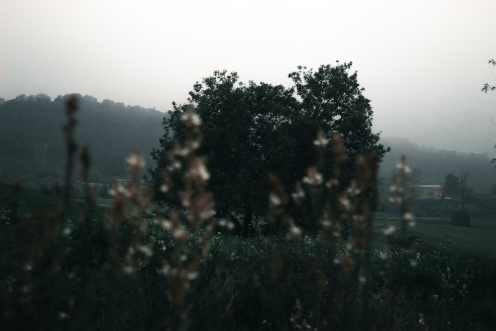 a foggy field with trees in the distance