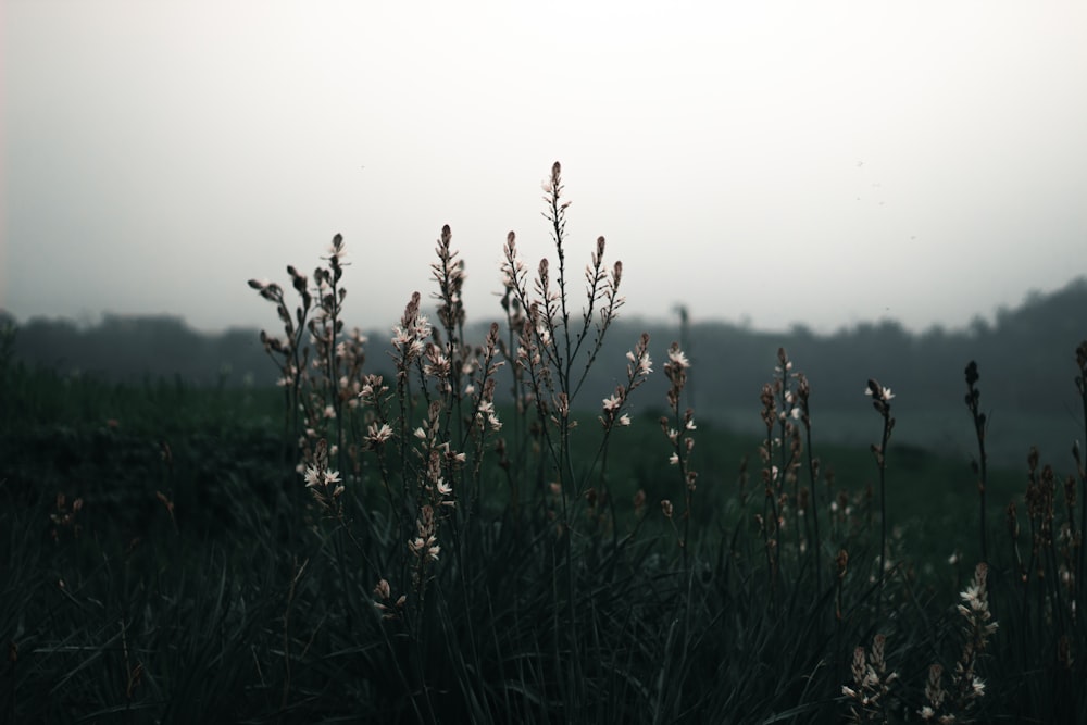 a field with a bunch of flowers in it