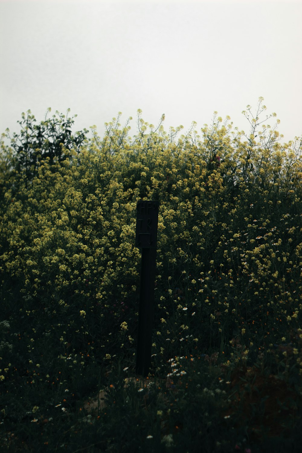 a pole in a field of yellow flowers