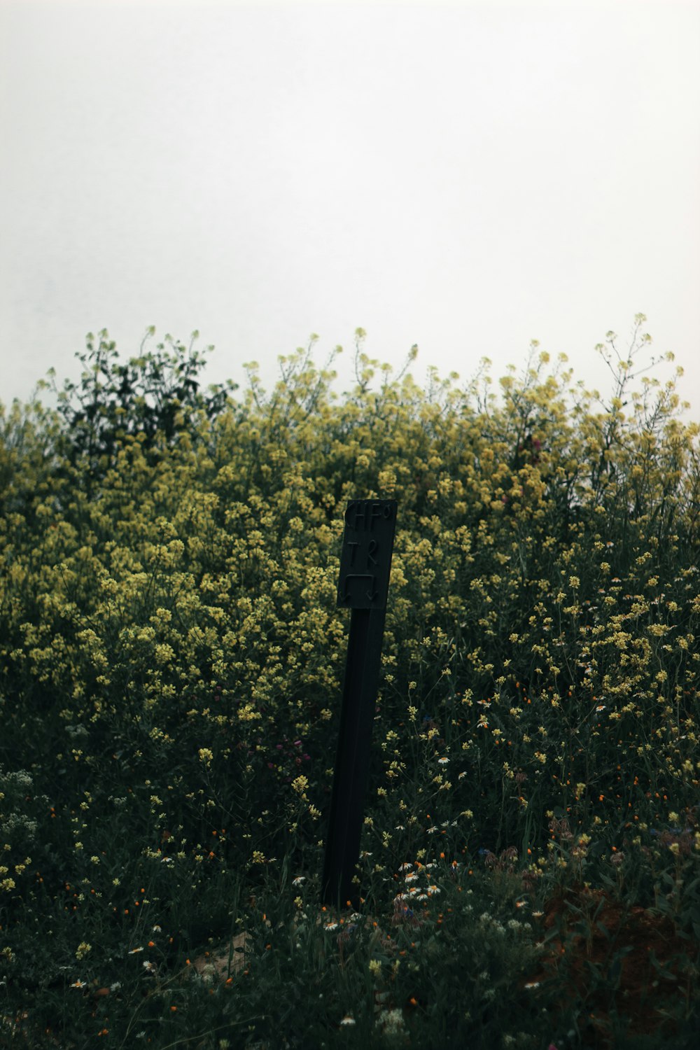 a black pole in a field of yellow flowers