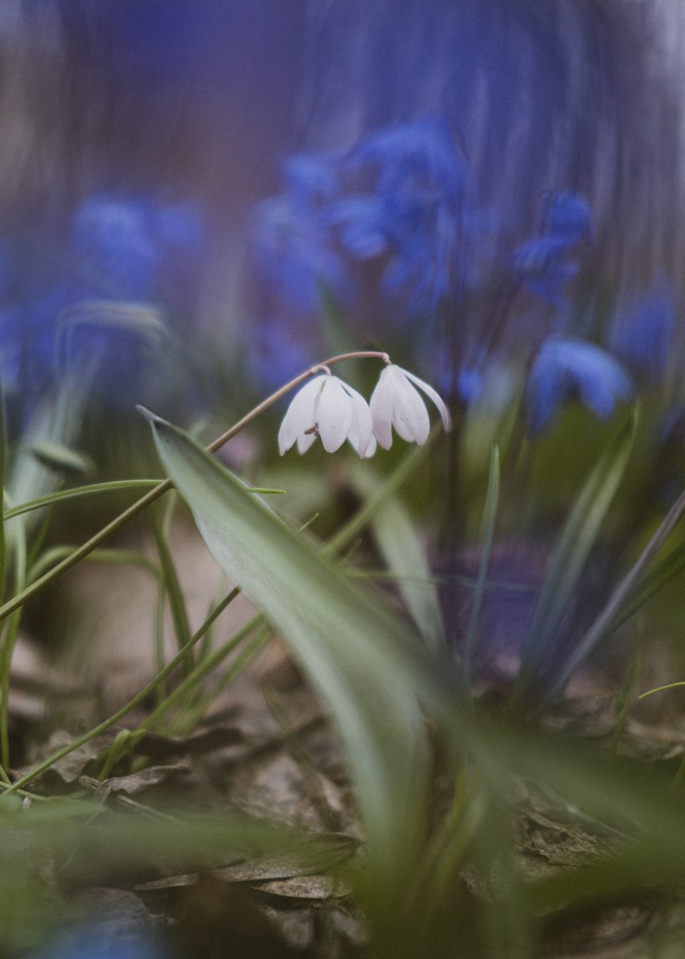 a close up of a flower