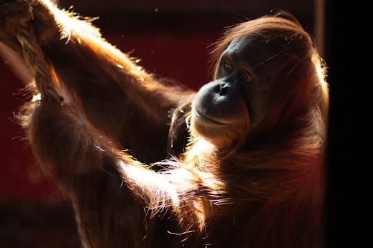 An orangutan is captured in close-up, holding onto a rope with one arm extended. The sunlight creates a glowing effect on its reddish-brown fur, highlighting its facial features and gentle expression. The background is dark, enhancing the light on the orangutan.