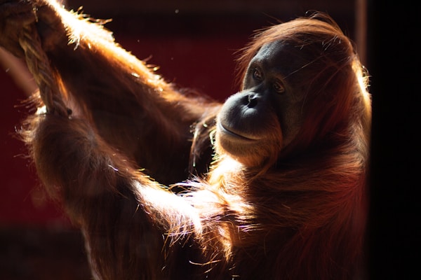 An orangutan is captured in close-up, holding onto a rope with one arm extended. The sunlight creates a glowing effect on its reddish-brown fur, highlighting its facial features and gentle expression. The background is dark, enhancing the light on the orangutan.