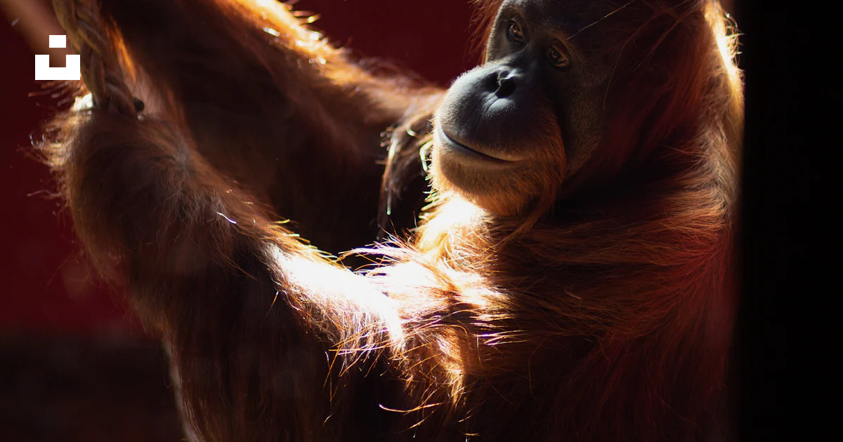 Um close up de um macaco segurando algo em suas mãos foto – Imagem ...