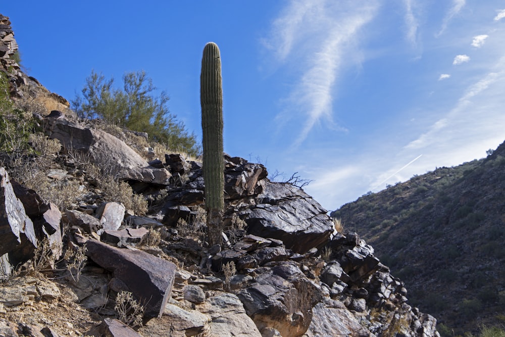 a tall cactus sitting on top of a rocky hillside