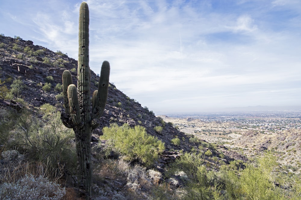 a cactus on the side of a hill