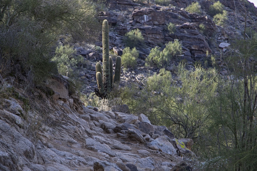 a mountain goat standing on a rocky trail