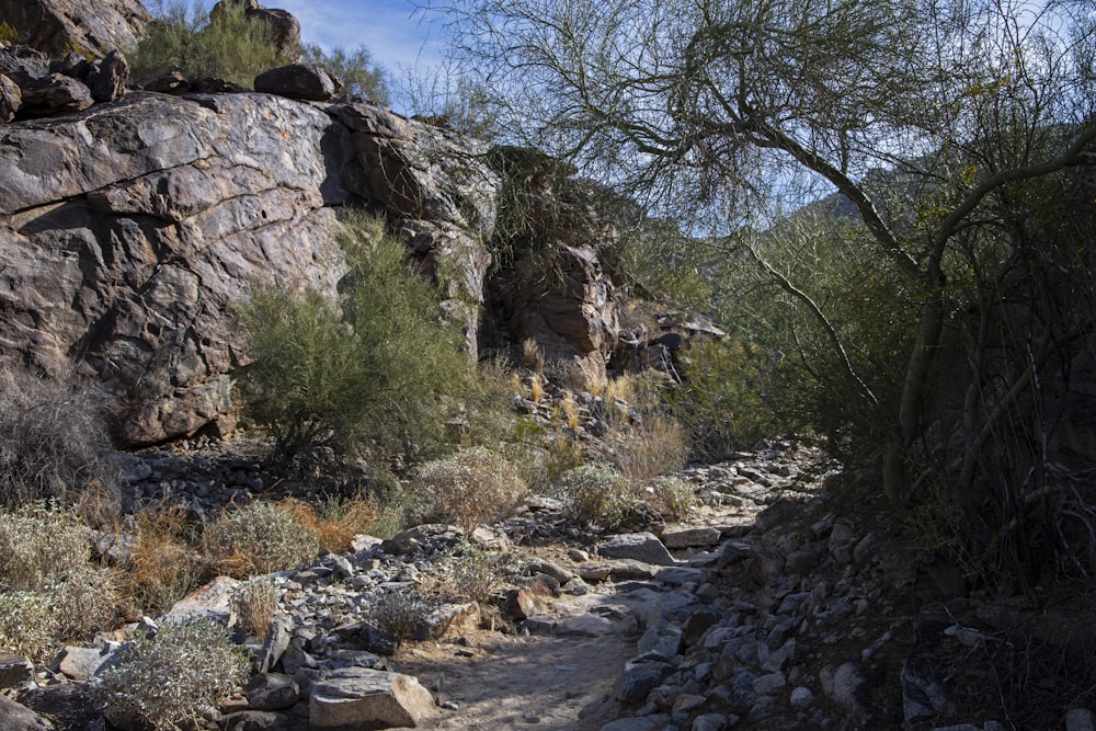 a rocky trail with trees and rocks in the background