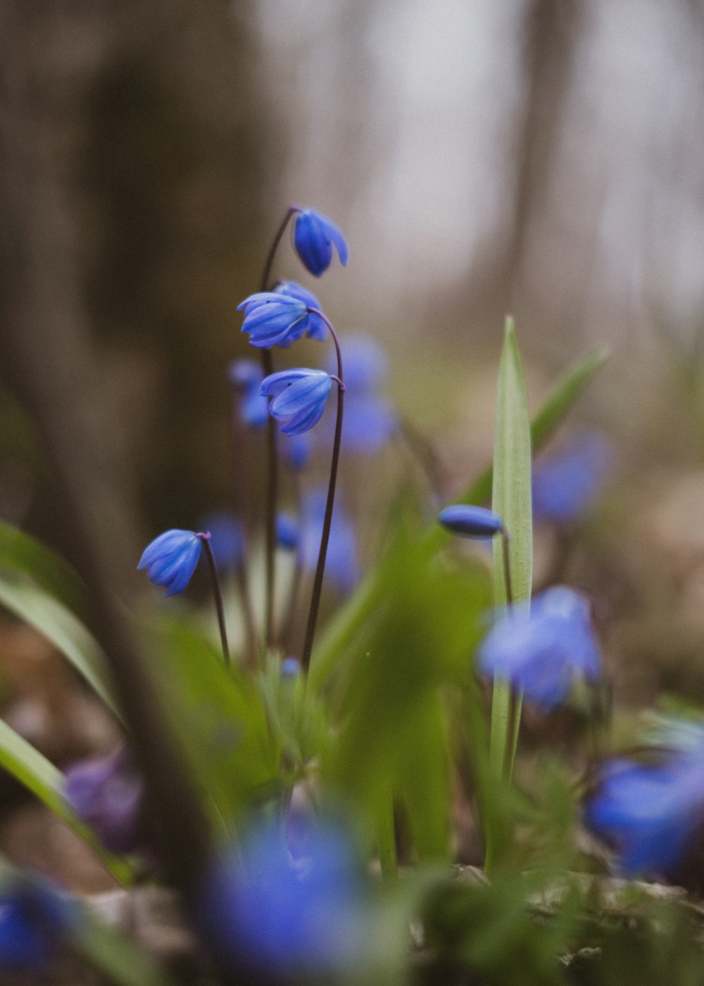 a close up of a flower