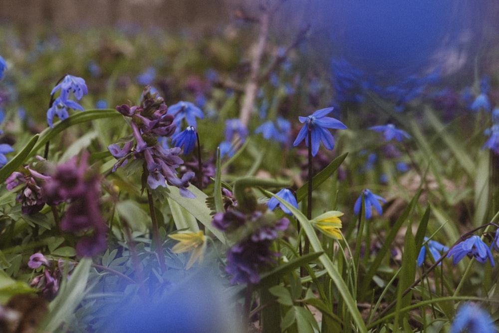 a close up of a flower