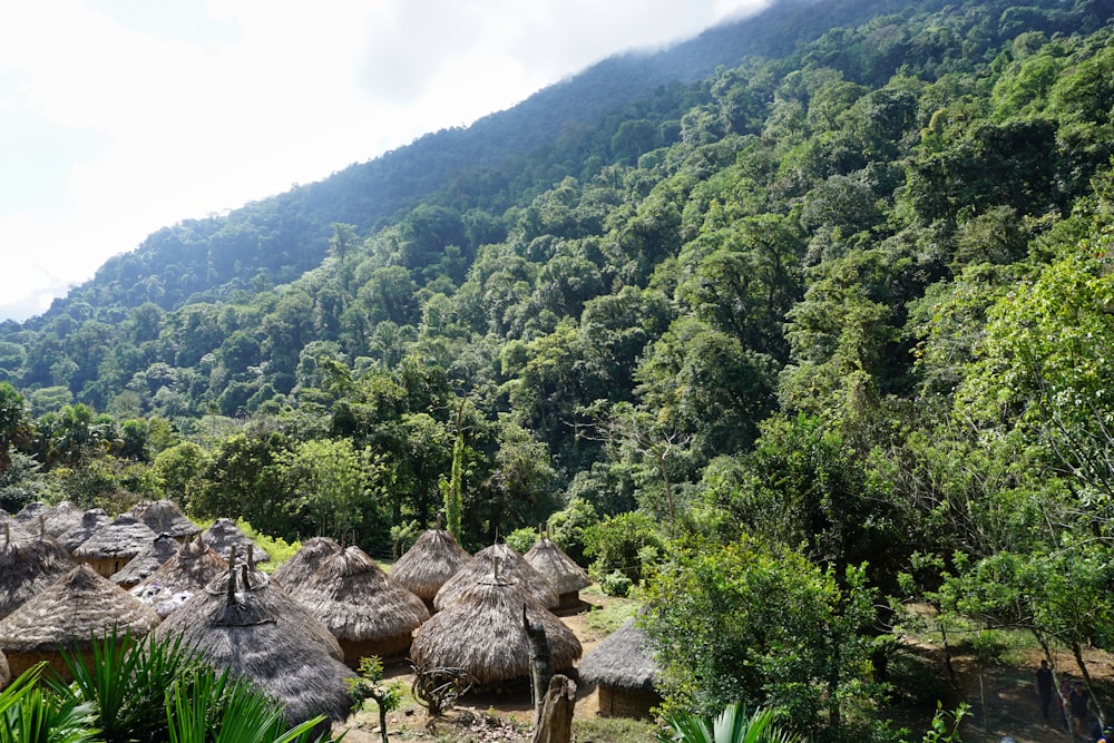 a group of huts in the middle of a forest