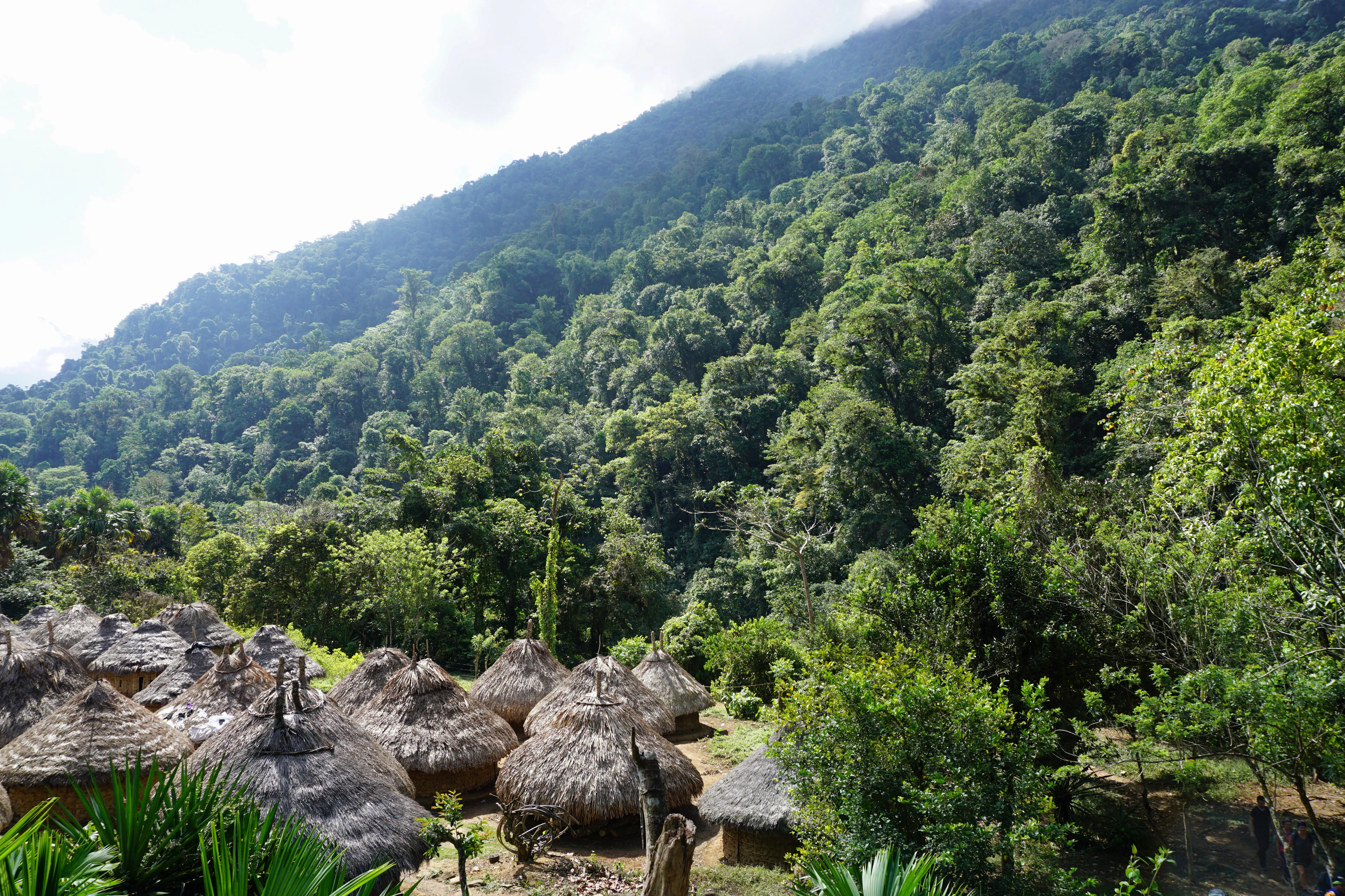 Apvalios šiaudais dengtos kogių trobelės miško šlaite prie žygio į Ciudad Perdida tako, Siera Nevada de Santa Marta