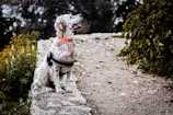 A speckled dog wearing a harness and orange collar sits attentively on a stone pathway surrounded by greenery and yellow flowers. The scene has a serene outdoor setting with the dog looking upwards, possibly observing something.