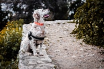 A speckled dog wearing a harness and orange collar sits attentively on a stone pathway surrounded by greenery and yellow flowers. The scene has a serene outdoor setting with the dog looking upwards, possibly observing something.