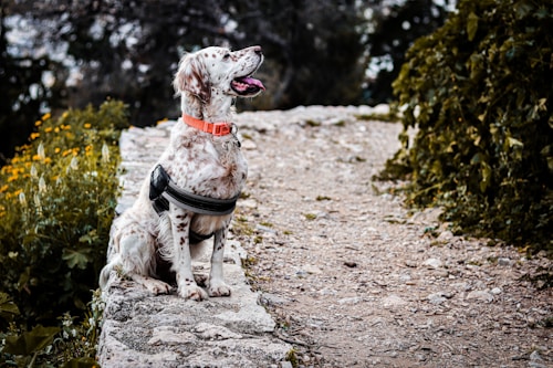 A speckled dog wearing a harness and orange collar sits attentively on a stone pathway surrounded by greenery and yellow flowers. The scene has a serene outdoor setting with the dog looking upwards, possibly observing something.