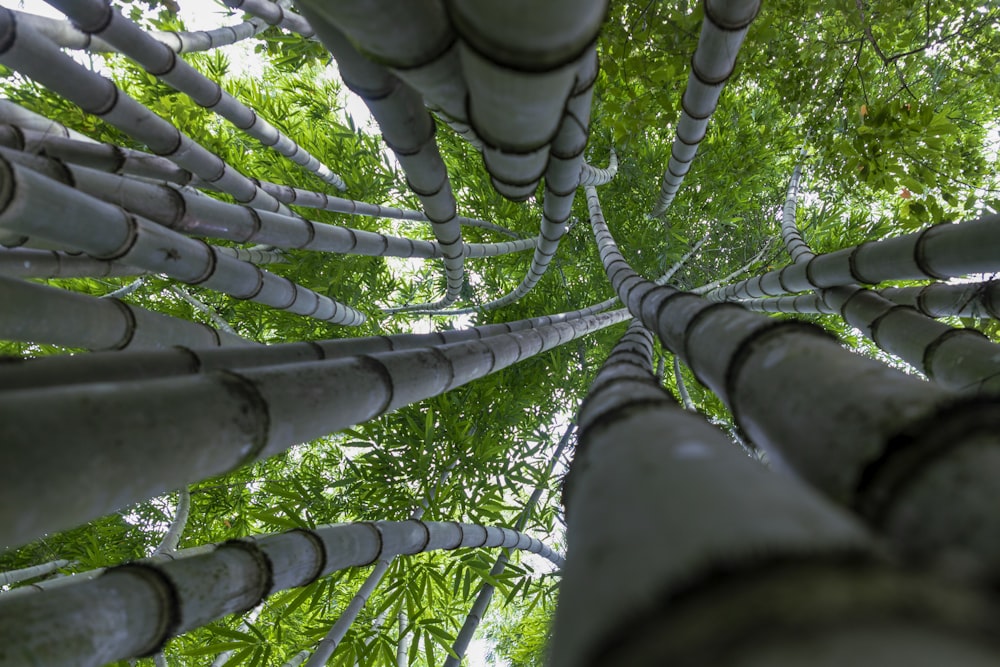 a view looking up at a bamboo tree