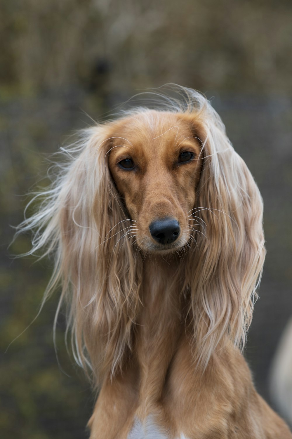 a long haired dog with long hair looking at the camera