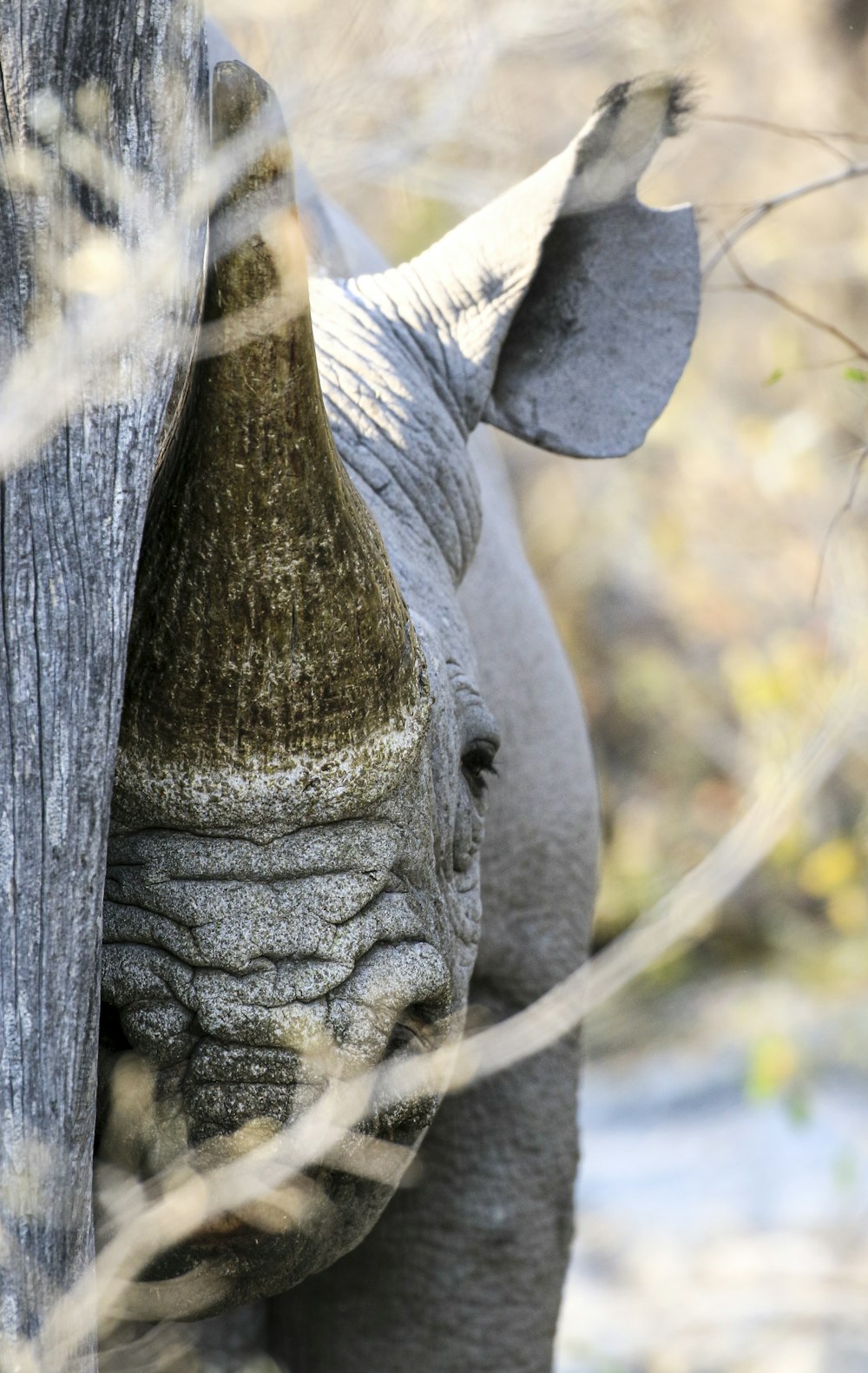 a close up of an elephant's face and trunk