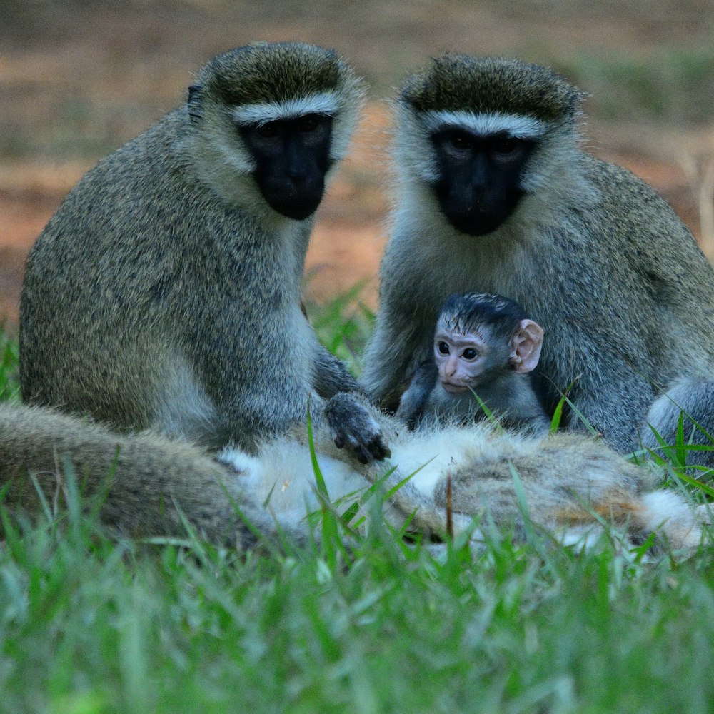 a couple of monkeys sitting on top of a lush green field