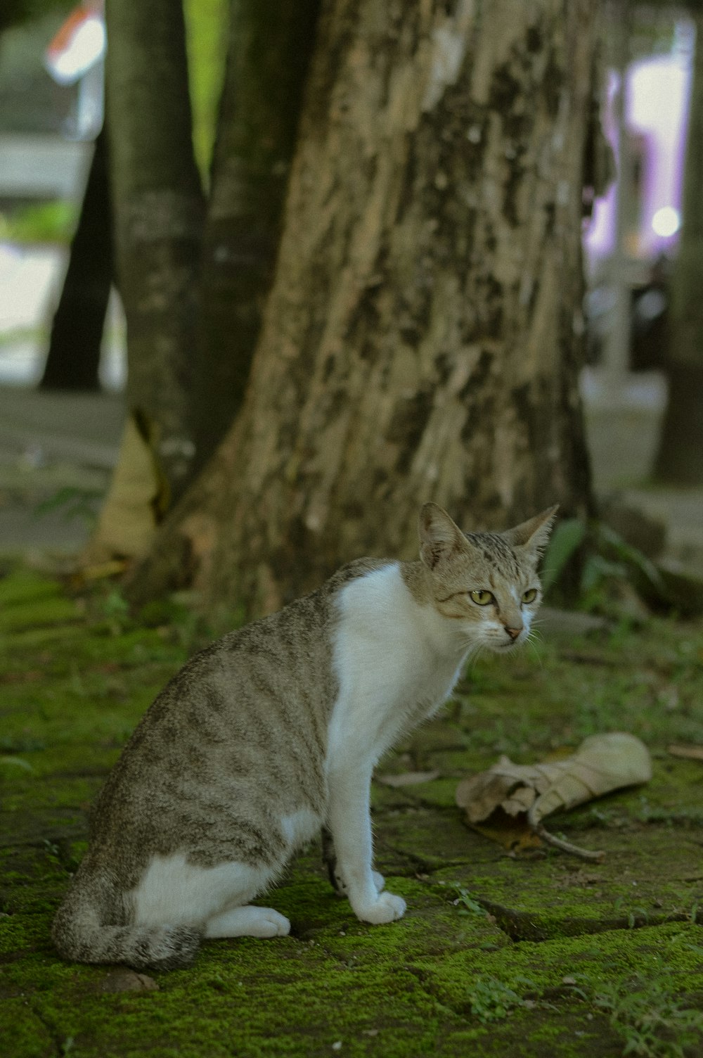 a cat sitting on the ground next to a tree