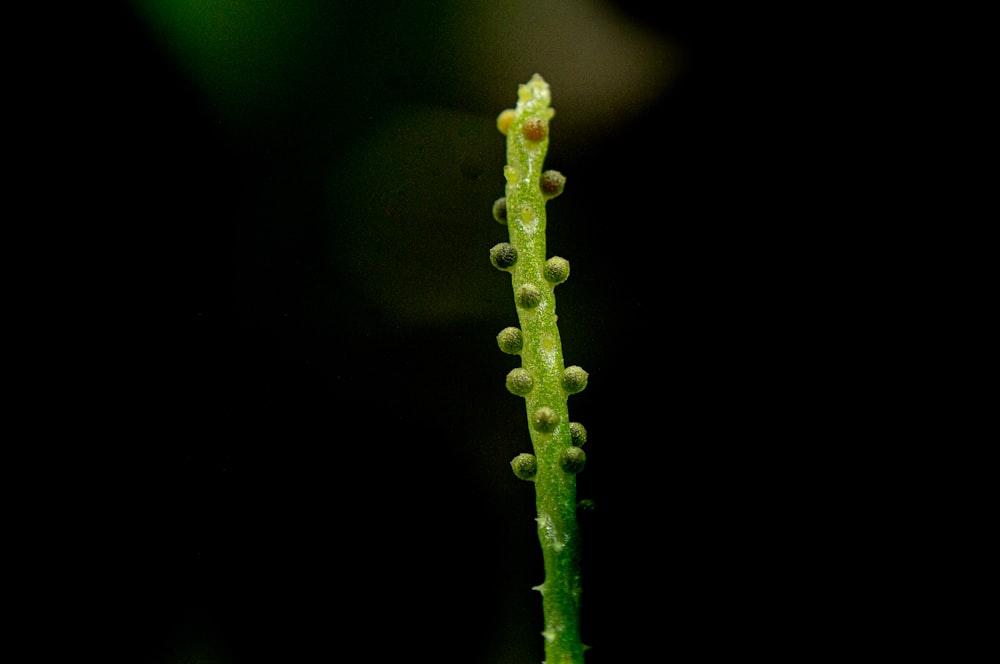 a close up of a green plant with tiny flowers