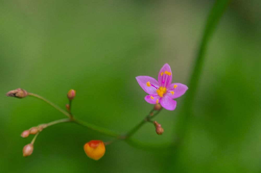 a small pink flower with a yellow center