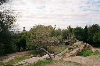 a tree that is sitting in the grass