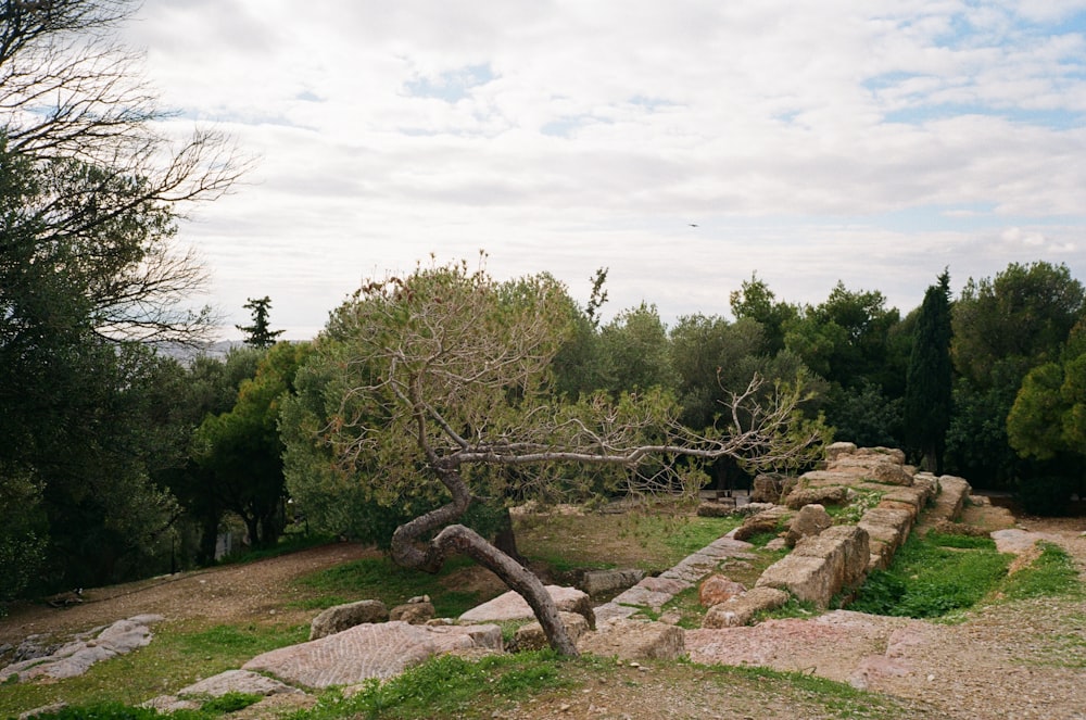 a tree that is sitting in the grass