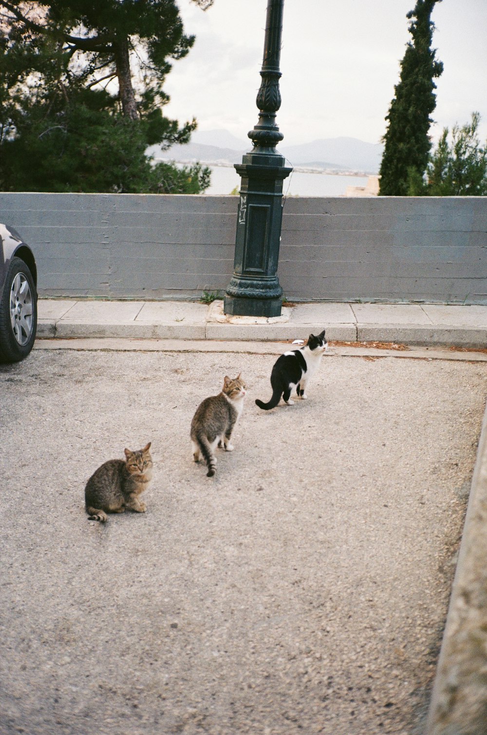 a couple of cats that are standing in the street