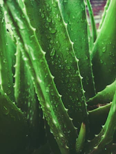 a close up of a plant with water droplets on it