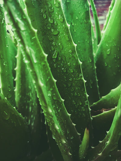 a close up of a plant with water droplets on it