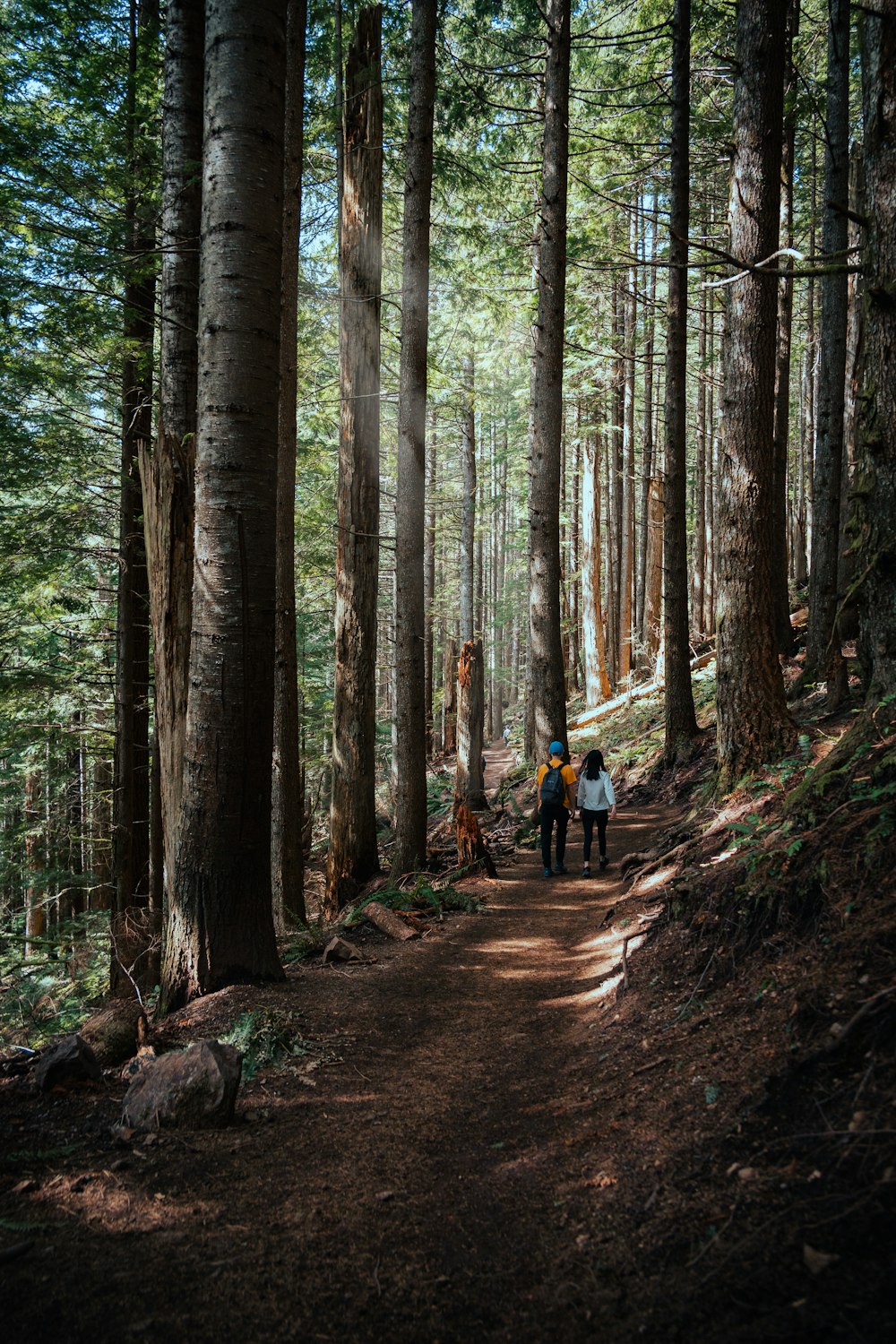 a couple of people walking down a dirt road through a forest