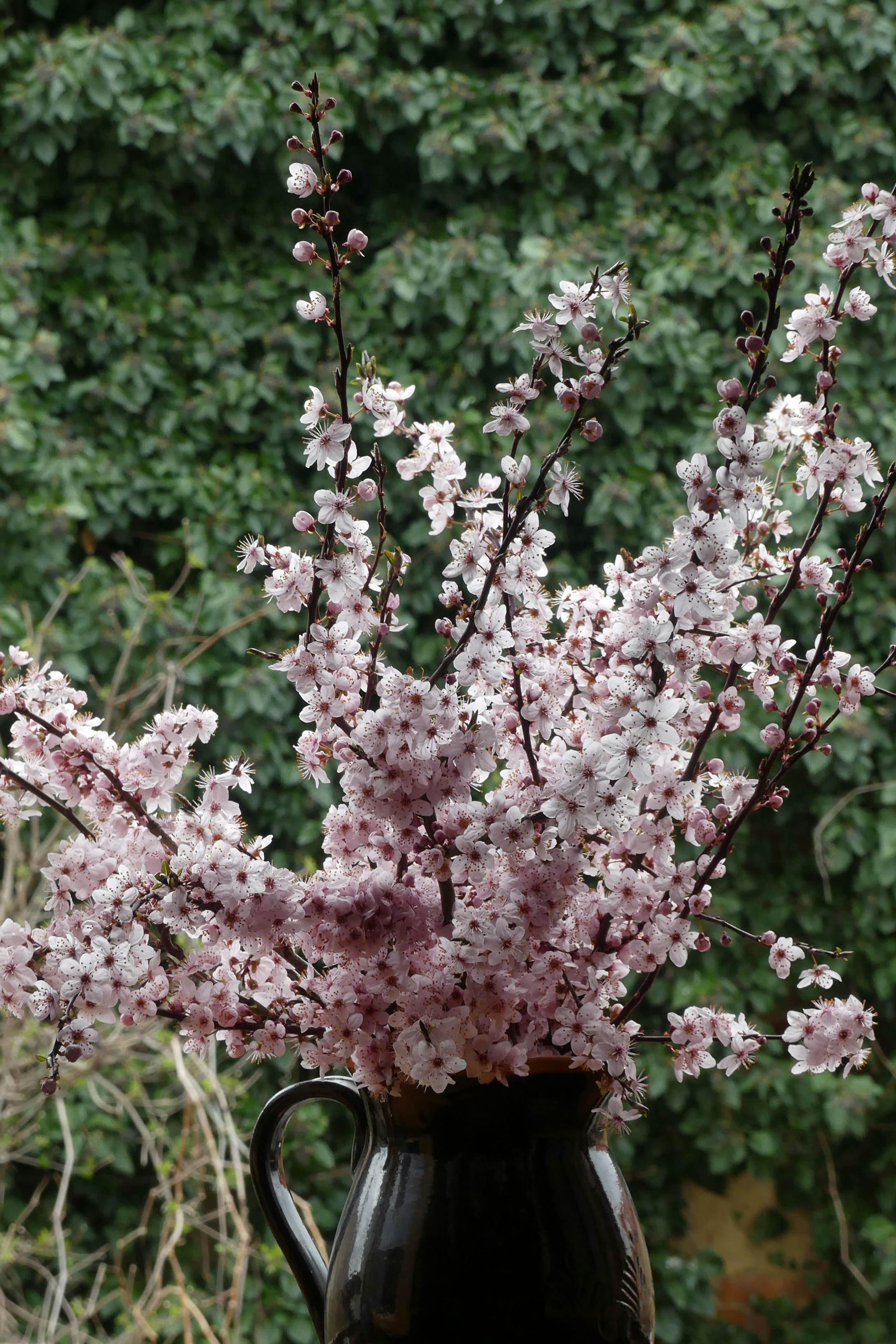 spring