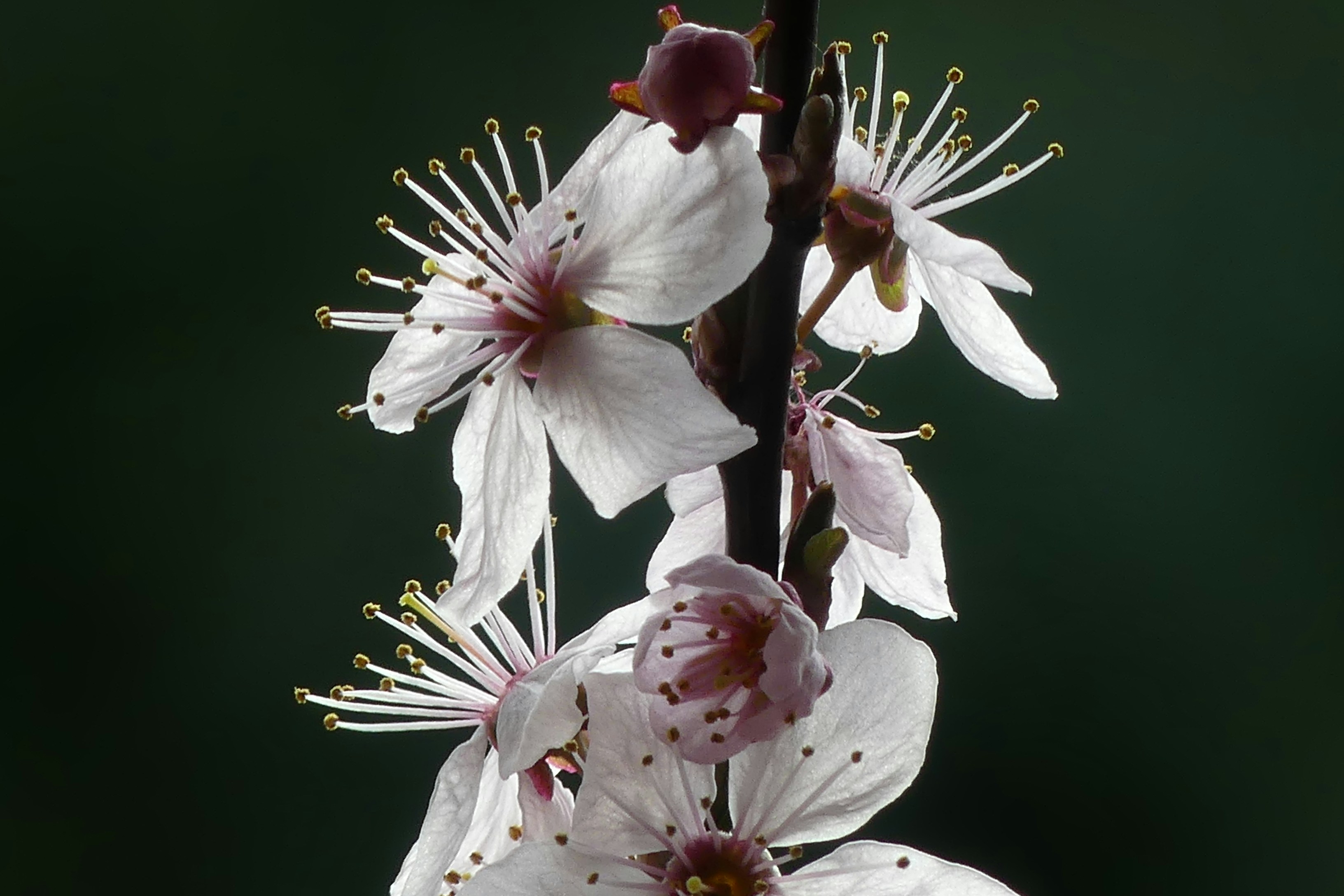 a close up of some white flowers on a tree