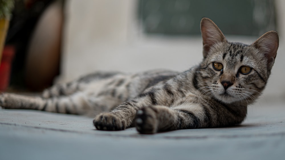 a cat laying on the ground next to a potted plant