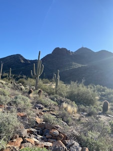 A sunlit desert valley where native medicinal plants grow among rocky terrain under a clear blue sky.