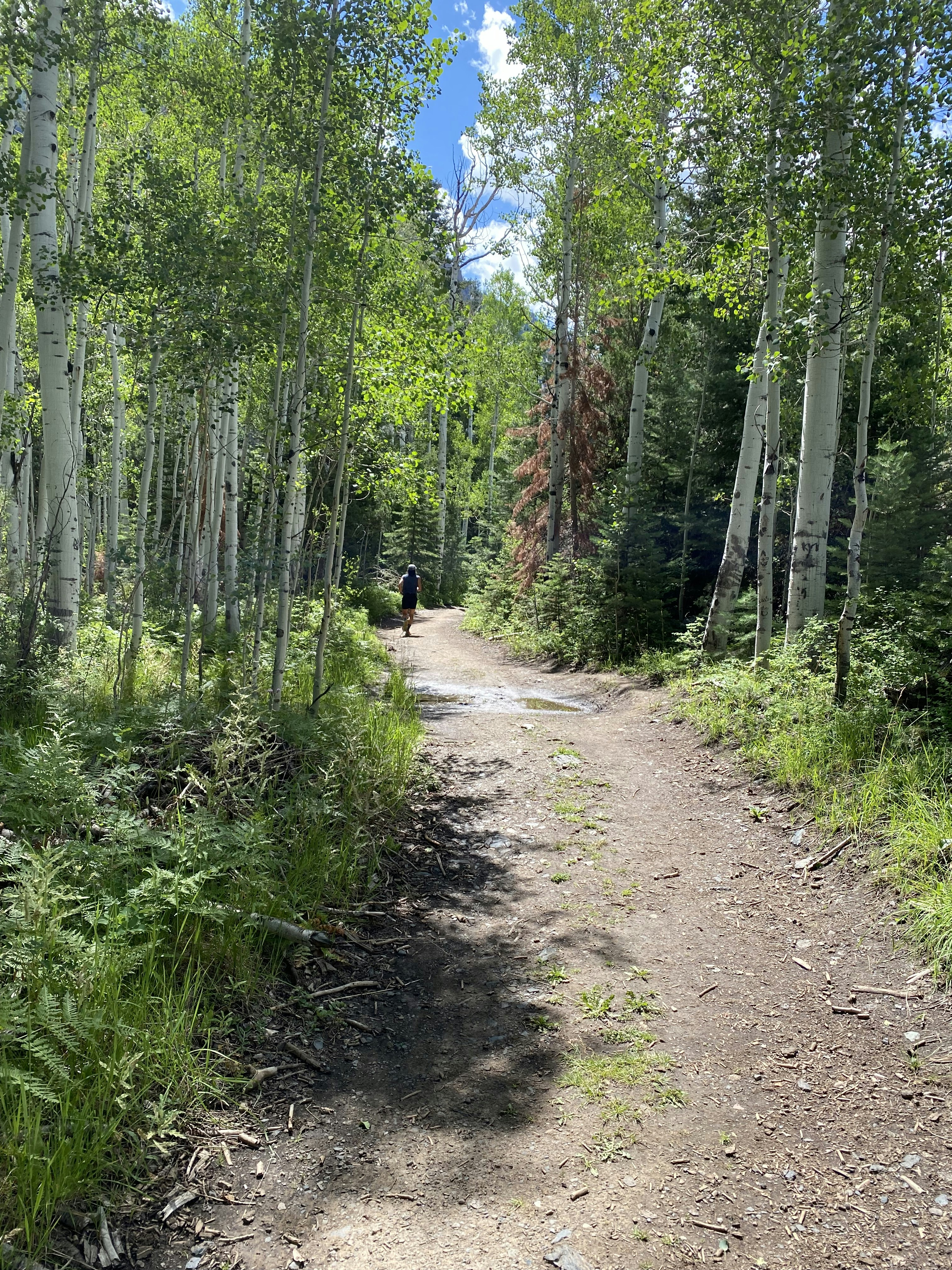 a dirt road in the middle of a forest