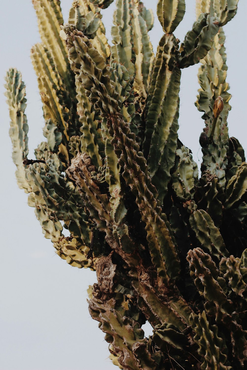 a close up of a cactus plant against a blue sky