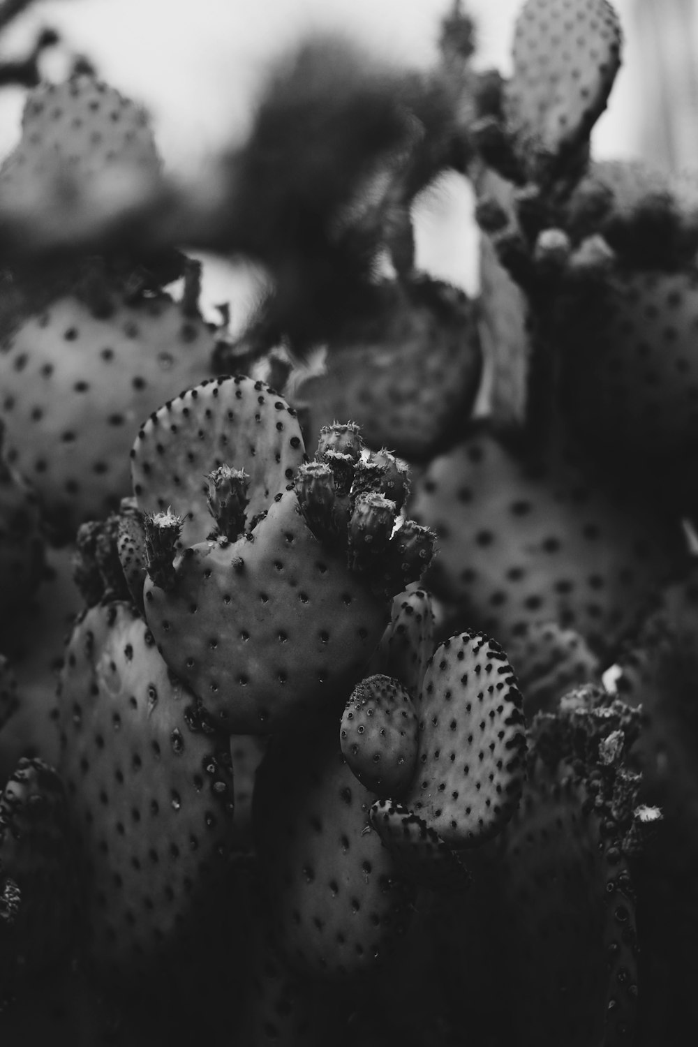 a black and white photo of a bunch of cactus