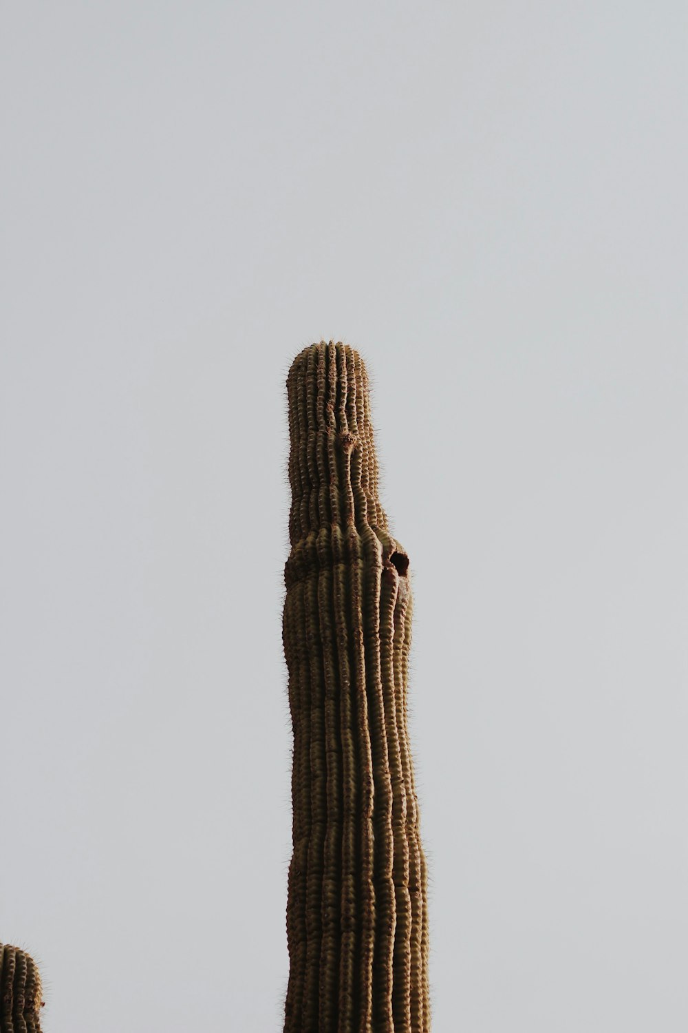 a tall cactus with a bird perched on top of it