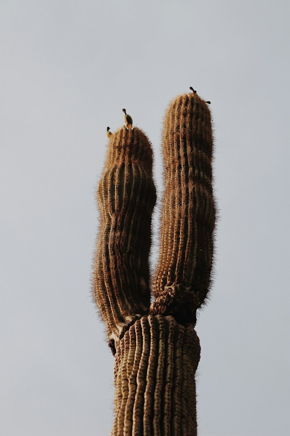 a cactus with a bird perched on top of it