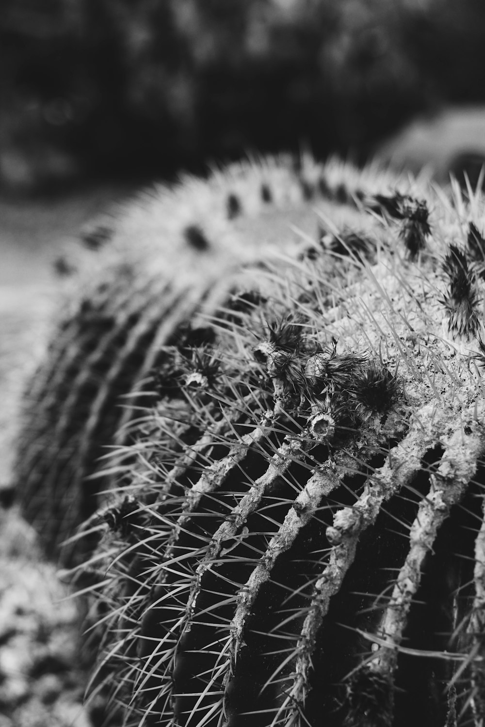 a black and white photo of a cactus