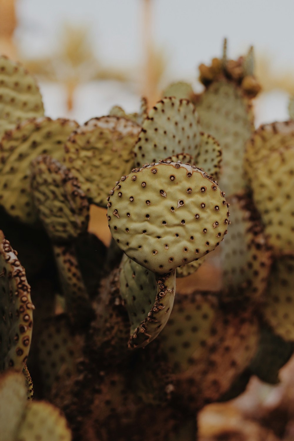 a close up of a cactus plant with lots of leaves