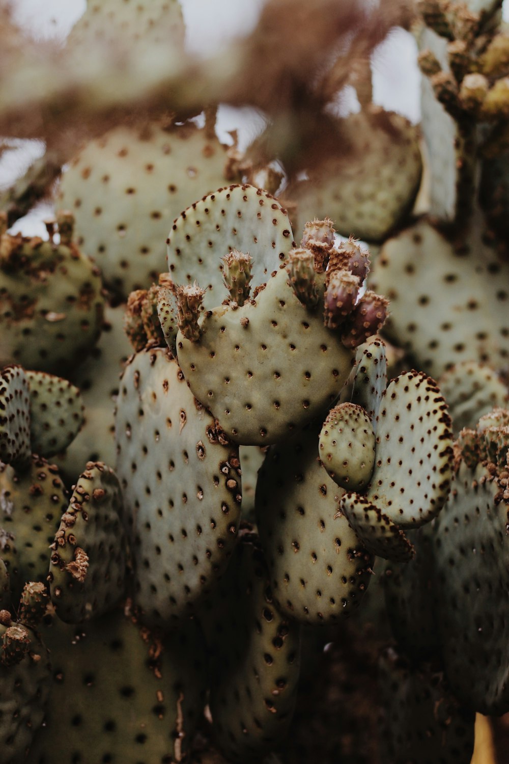 a close up of a bunch of cactus plants