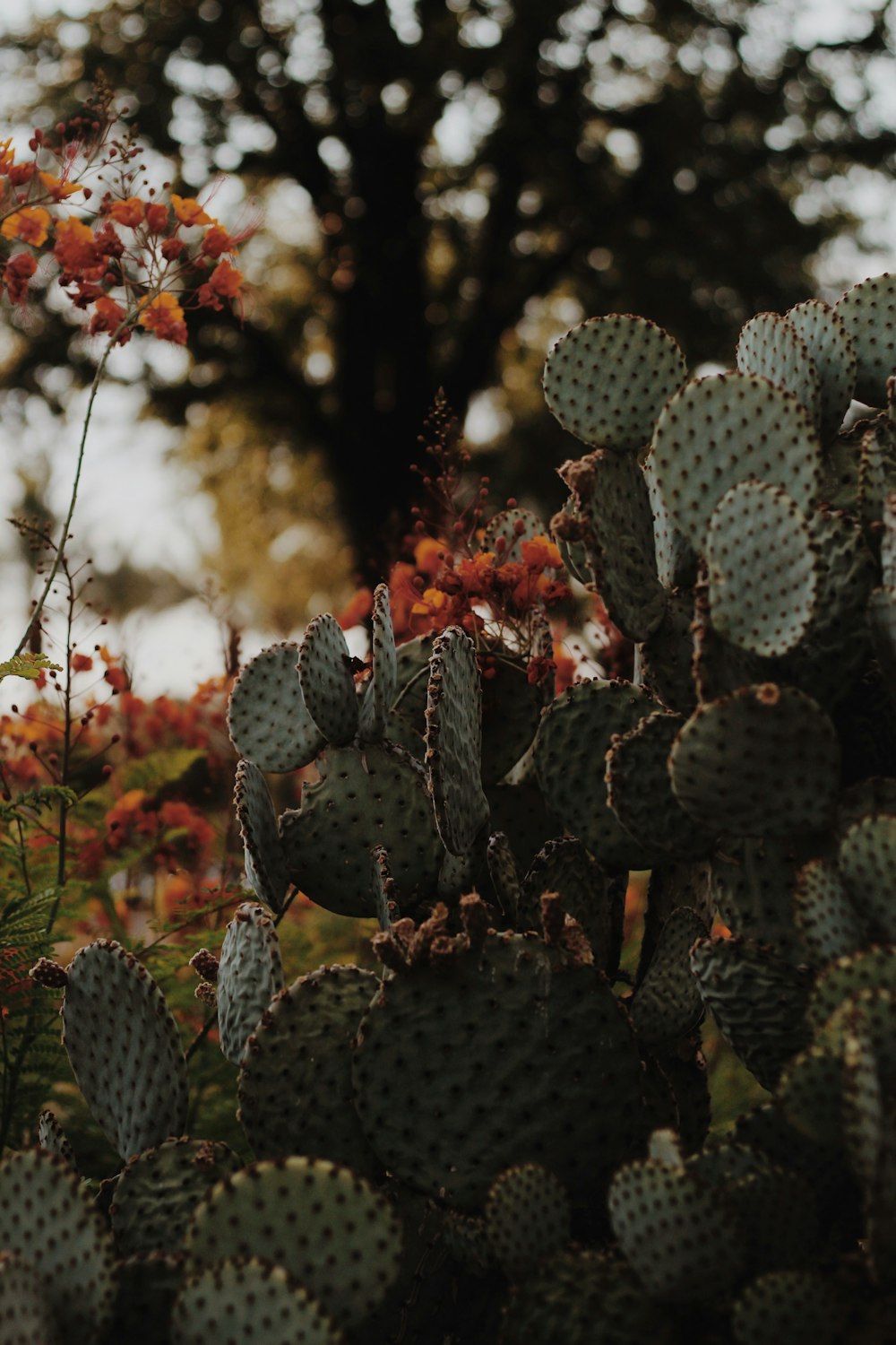 a bunch of cactus plants in a field